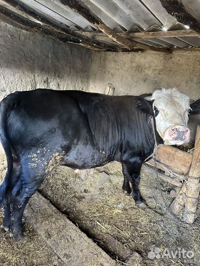 Бычки телята