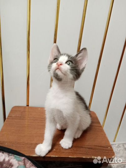 Котята сфинкс