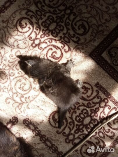 Котята крысоловы