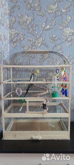 Попугай корелла пара с клеткой