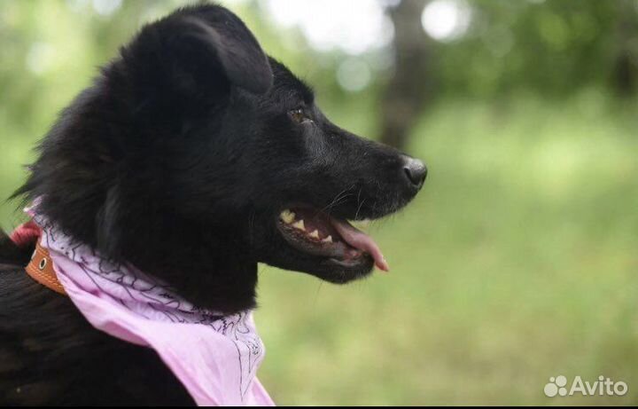 Собака в добрые руки отдам бесплатно