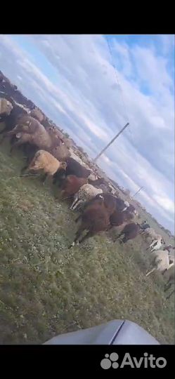 Курдючные бараны овцы
