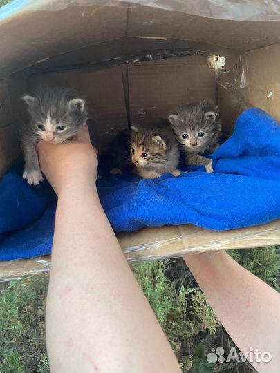 Крошки котятки