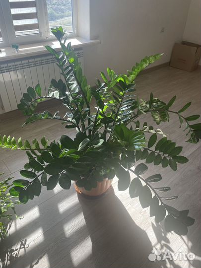 Замиокулькас