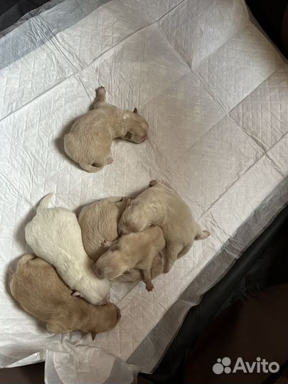 Щенки немецкого шпица