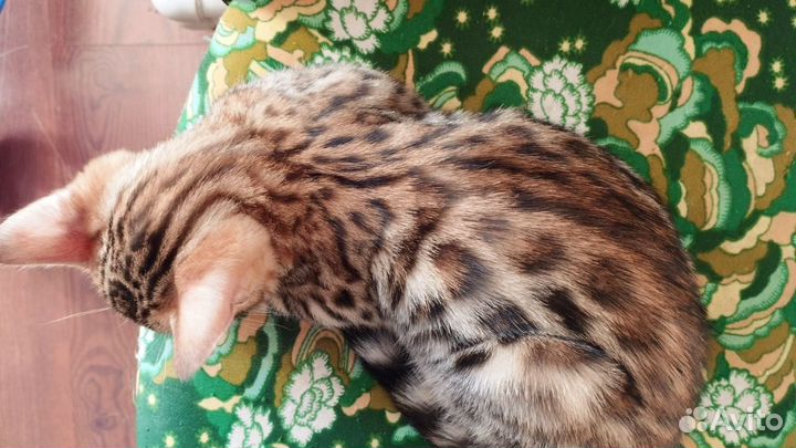 Бенгальские котята