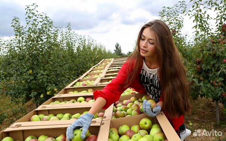 Работник по сборке яблок в саду с проживанием