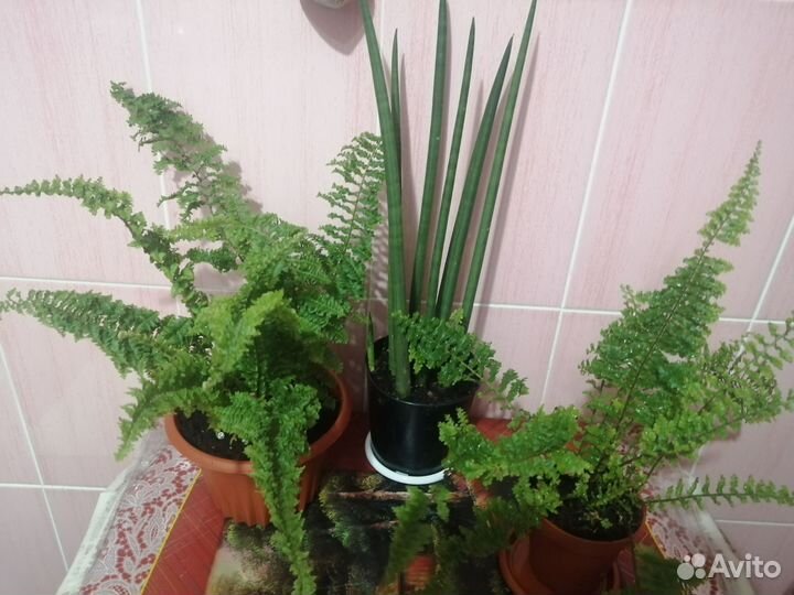 Комнатные растения