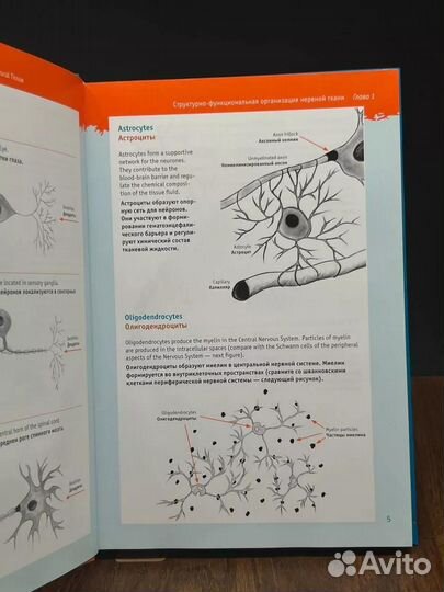 Физиология для ленивых студентов