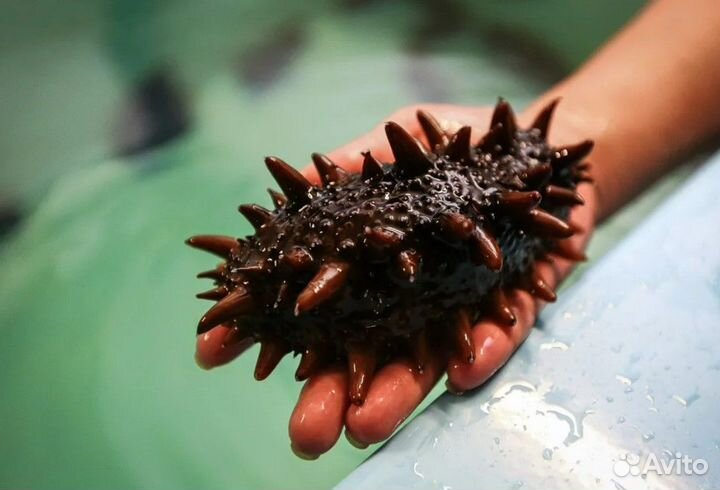 Трепанг на меду