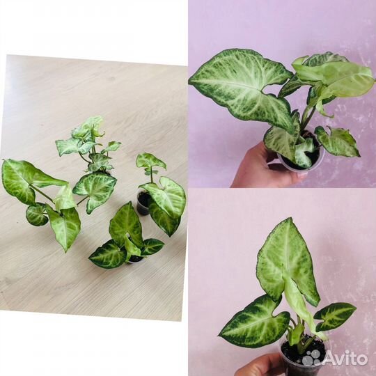 Пахистахис,пеперомия,сциндапсус