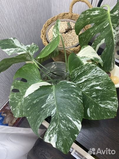 Монстера альба