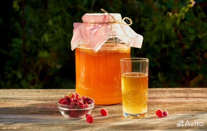 Чайный гриб комбуча