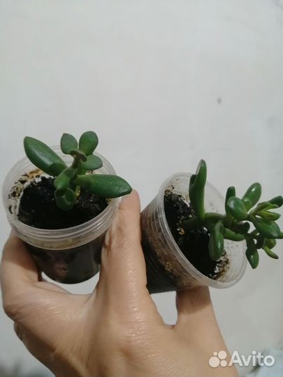 Толстянка хоббит