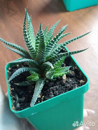 Алоэ хавортия микс