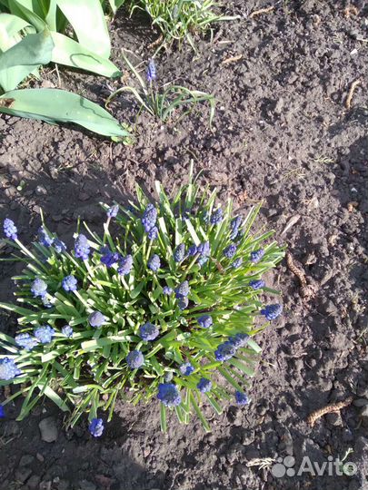 Гейхера многолетний цветок,Хоста,Мускари.Ирисы дал