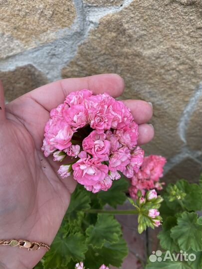 Пеларгония герань