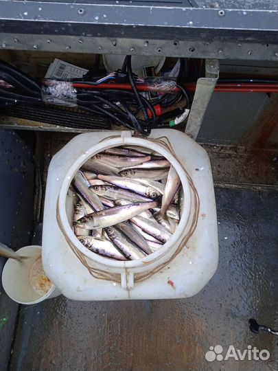 Сельдь беломорка