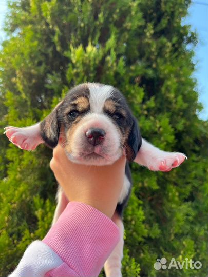 Щенки бигль