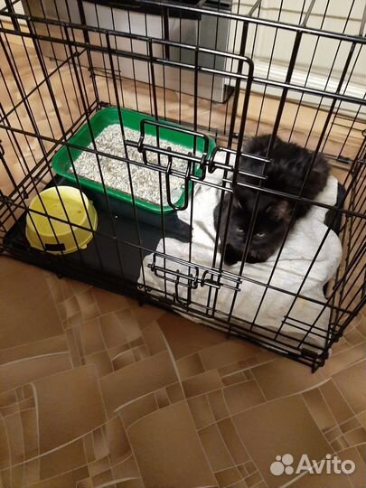 Котёнок девочка