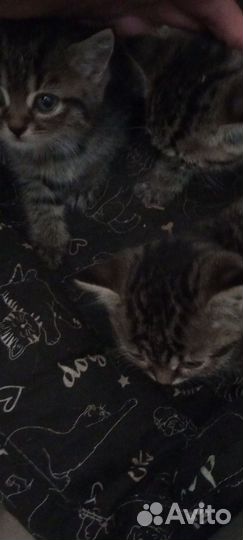 Котята в добрые руки приучены к лотку