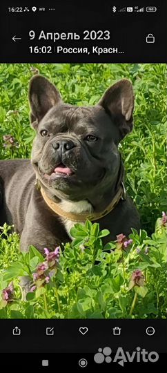Французский бульдог