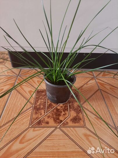 Зефирантес или 