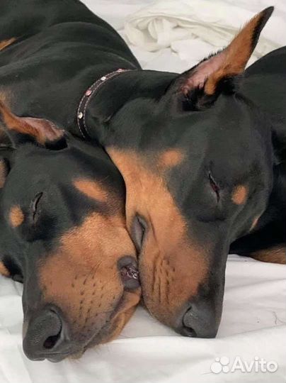 Щенки добермана