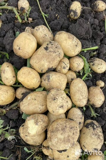 Картофель оптом