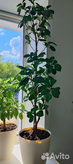 Фикус Мокламе