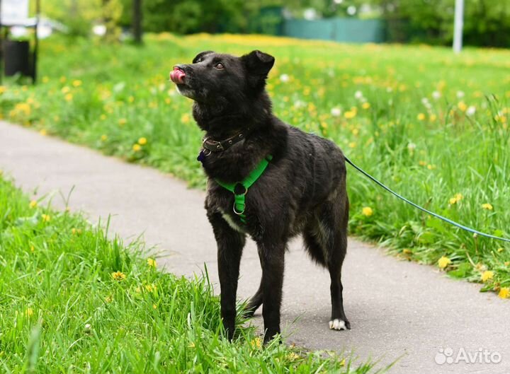 Невероятный Мик ищет дом