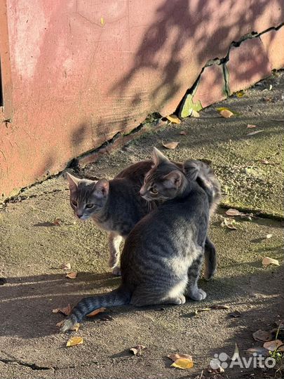Котята на улице