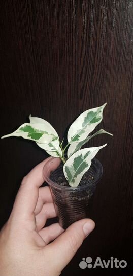 Фикус Ретуза Американская,Де Гантель