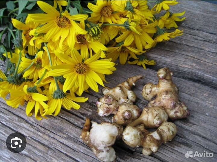 Топинамбур рассада