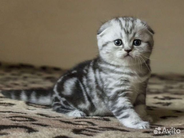 Вислоухие котята окрасы фото