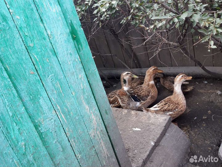 Продаю Домашних уток,.Башкирские.,И кряква
