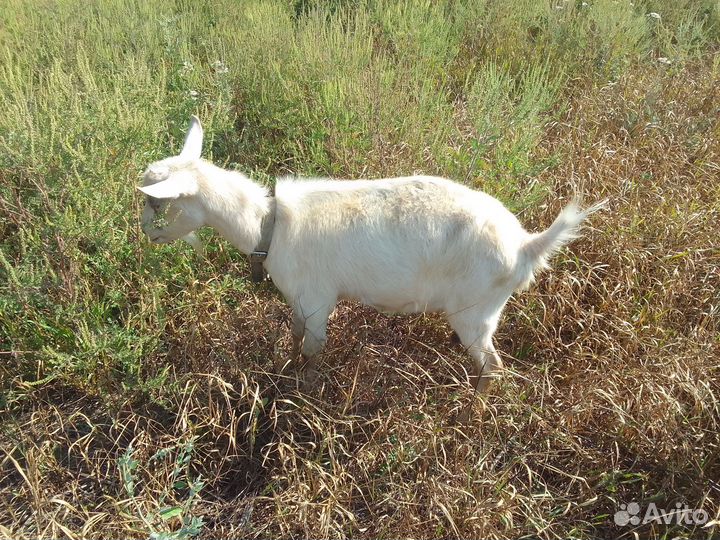 Дойные козы