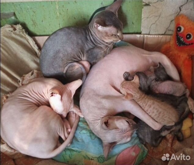 Котёнок от сфинкса