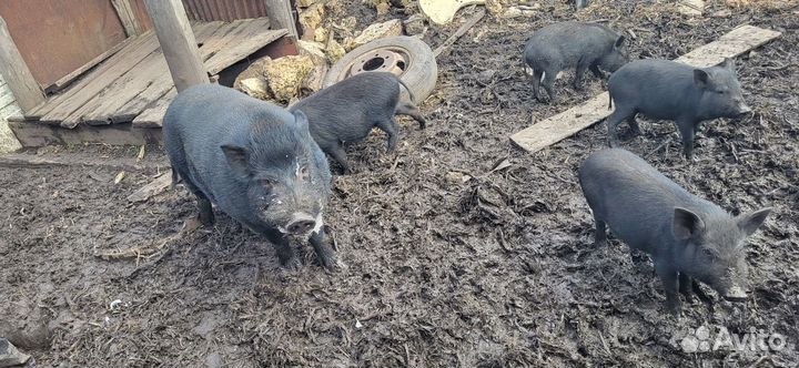 Вьетнамские поросята