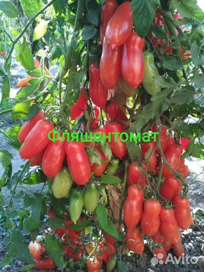 Фляшен-томат,Грушевый апельсин и т.д