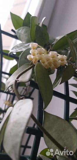 Хойя лакуноза супер эскимо