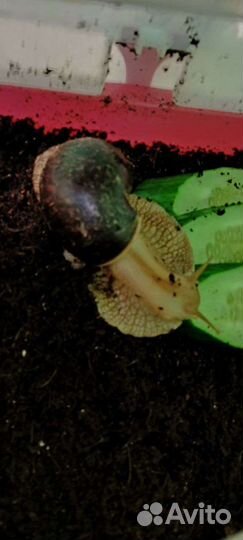 Улитки ахатины