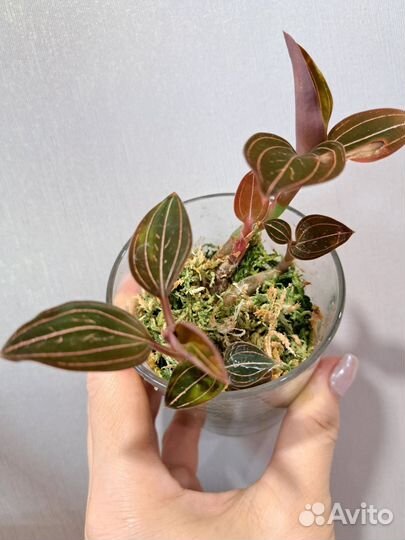 Орхидея лудизия