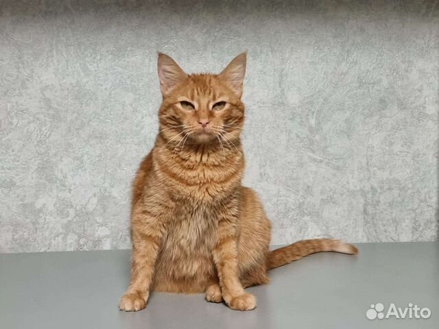 Кошка ищет хозяина