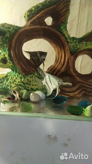 Аквариум с рыбками