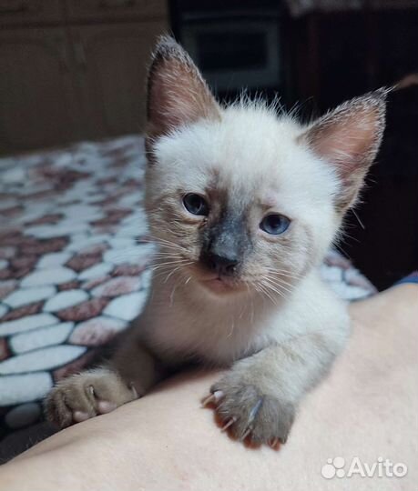 Тайский кот