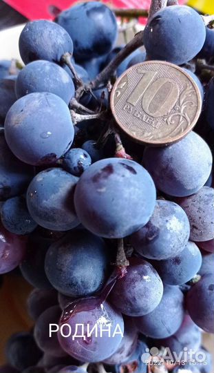 Саженцы винограда