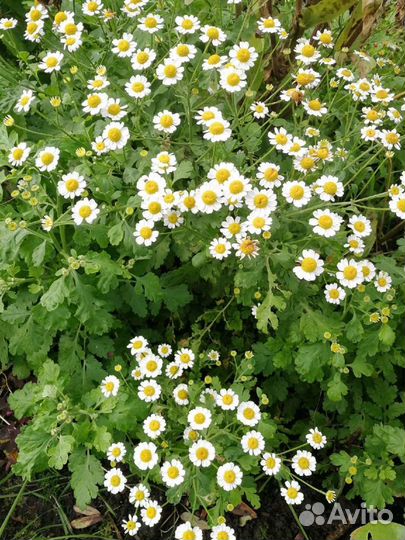 Примула, перетрум