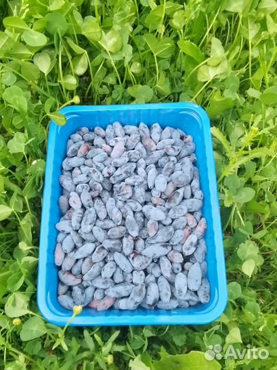 Жимолость ягоды