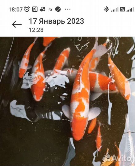 Карп кои от 2 до 45 см
